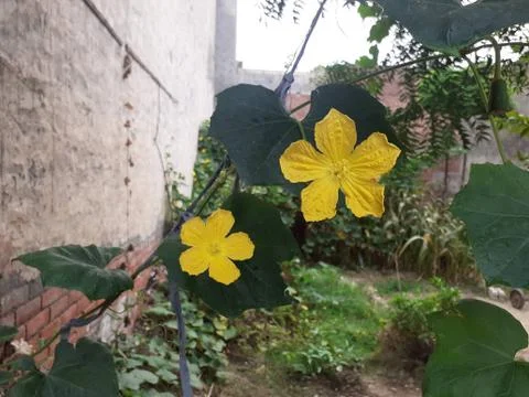 A close up of a flower Stock Photos