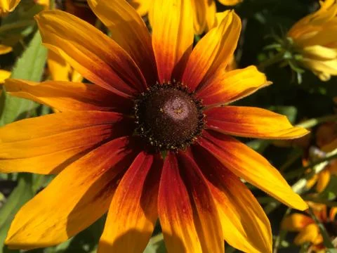 A close up of a flower Stock Photos