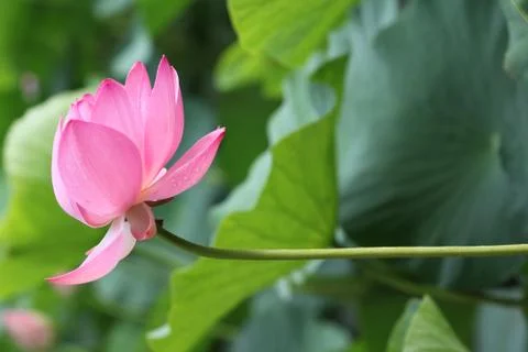 A close up of a flower Stock Photos
