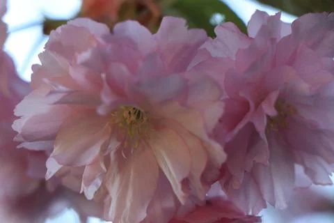 A close up of a flower Stock Photos