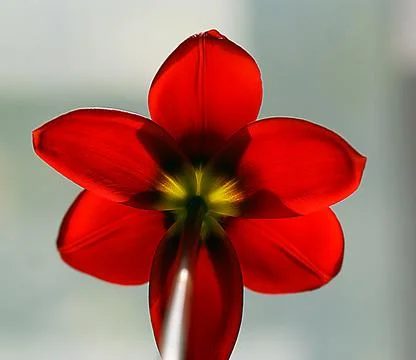 A close up of a flower Stock Photos