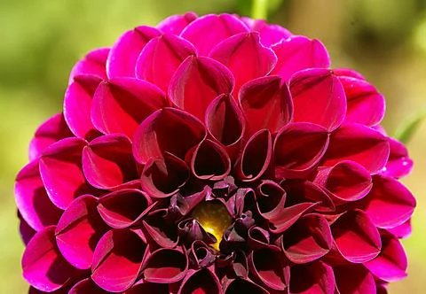 A close up of a flower Stock Photos