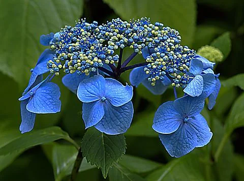 A close up of a flower Stock Photos