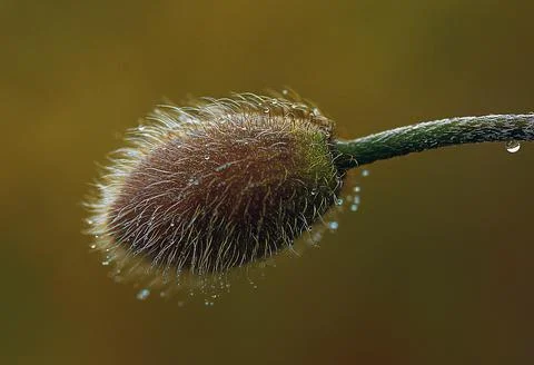 A close up of a flower Stock-Fotos