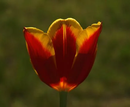 A close up of a flower Stock Photos