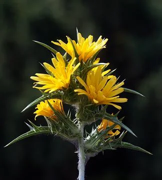 A close up of a flower Stock Photos