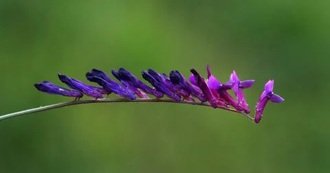 A close up of a flower Stock Photos