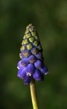 A close up of a flower Stock Photos