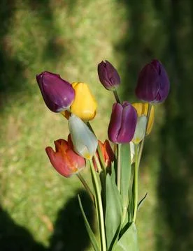 A close up of a flower Stock Photos