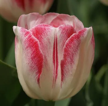 A close up of a flower Stock Photos