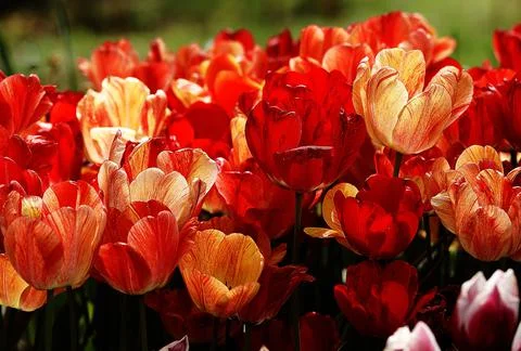 A close up of a flower Stock Photos