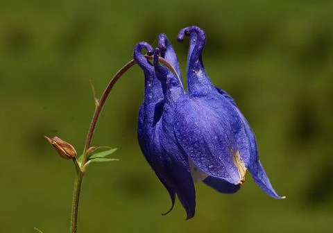 A close up of a flower Stock Photos