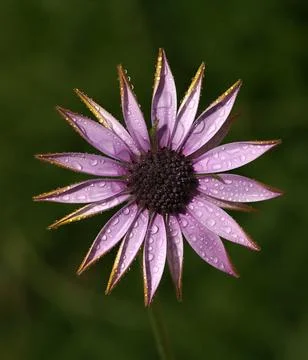 A close up of a flower Stock Photos