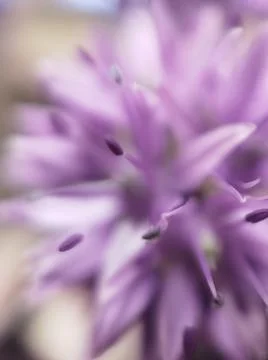 A close up of a flower Stock Photos