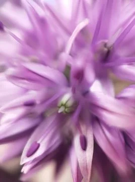 A close up of a flower Stock Photos