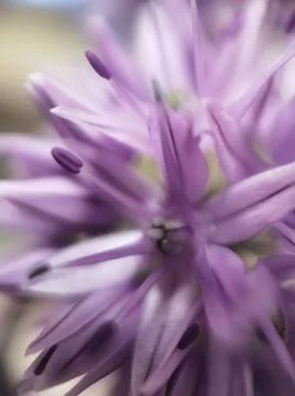 A close up of a flower Stock Photos