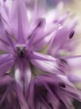 A close up of a flower Stock Photos