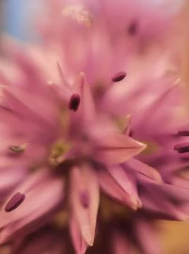 A close up of a flower Stock Photos