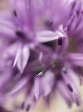 A close up of a flower Stock Photos