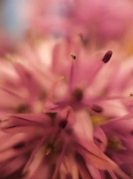 A close up of a flower Stock Photos
