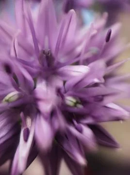A close up of a flower Stock Photos