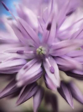A close up of a flower Stock Photos