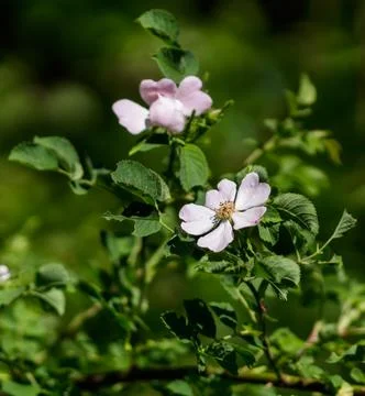 A close up of a flower 库存照片