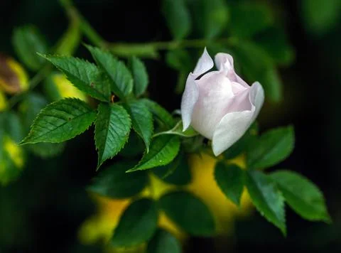 A close up of a flower Foto stock