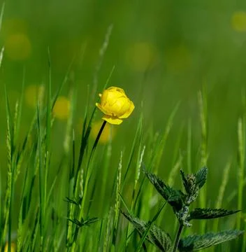 A close up of a flower 库存照片