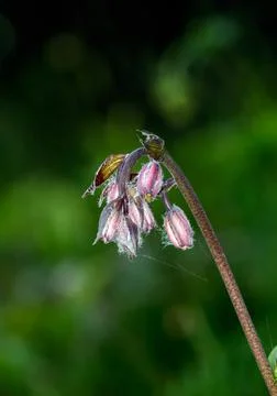 A close up of a flower Foto stock