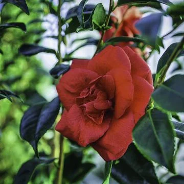 A close up of a flower 写真素材