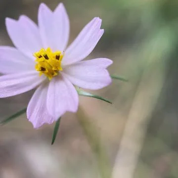 Close up of a flower Stock-Fotos