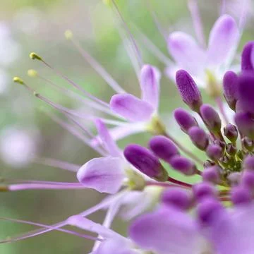 Close up of flower Stock-Fotos
