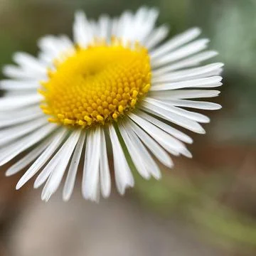 Close up of flower Stock-Fotos
