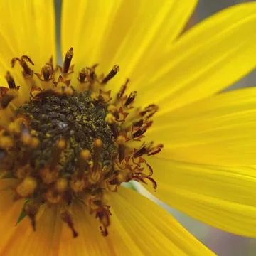 Close up of flower Stock-Fotos