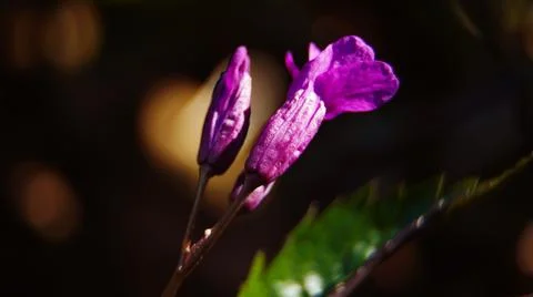 Close up of a flower Stock Photos
