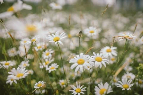 A close up of a flower Stock Photos