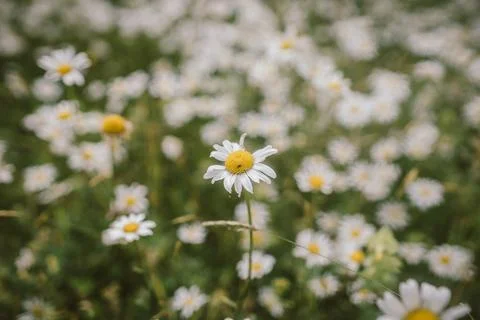 A close up of a flower Stock Photos