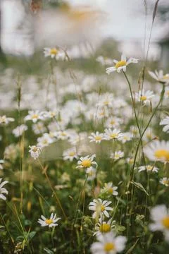 A close up of a flower Stock Photos