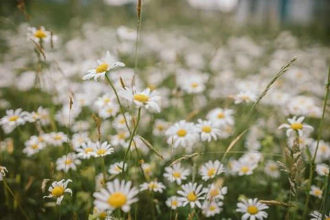 A close up of a flower Stock Photos