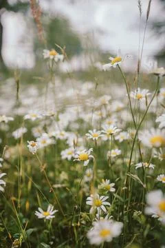 A close up of a flower Stock Photos