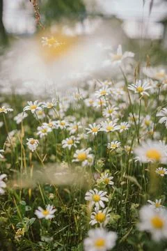A close up of a flower Stock Photos