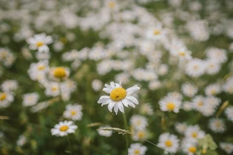 A close up of a flower Stock Photos