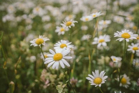 A close up of a flower Stock Photos