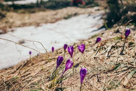 A close up of a flower Stock Photos