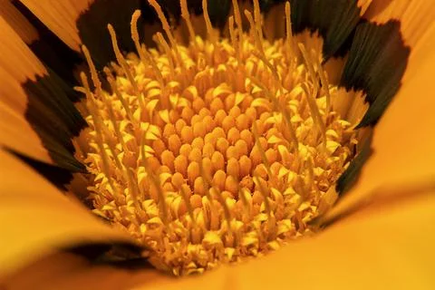 Close up of flower Foto stock