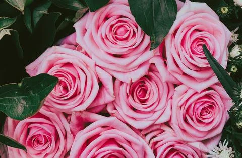 A close up of a flower Stock Photos