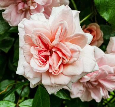 A close up of a flower Stock Photos