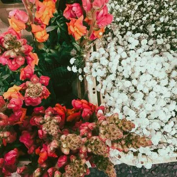 A close up of a flower Stock Photos