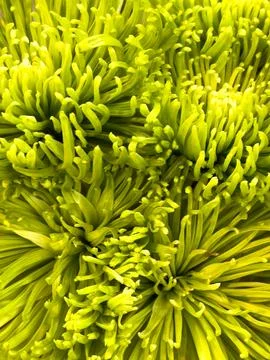 A close-up of a flower Stock Photos